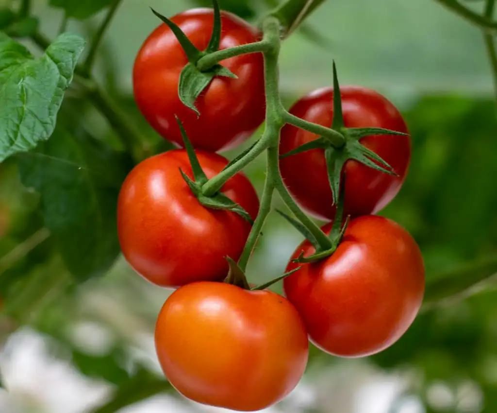 grappolo di pomodoro