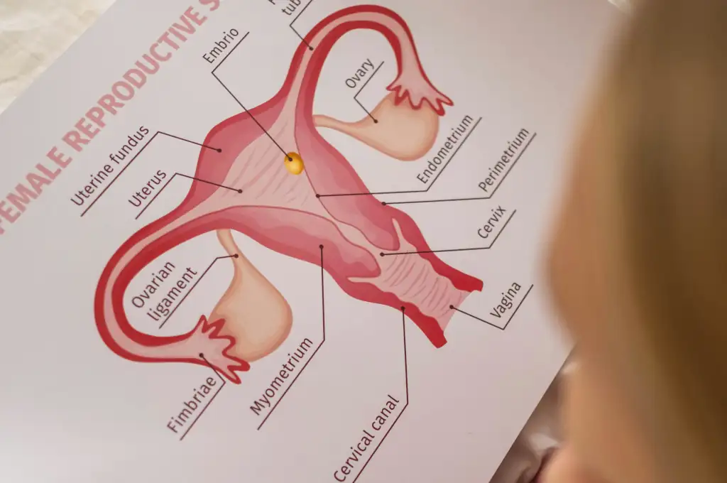 tumore ovarico: schema dell'apparato riproduttivo femminile